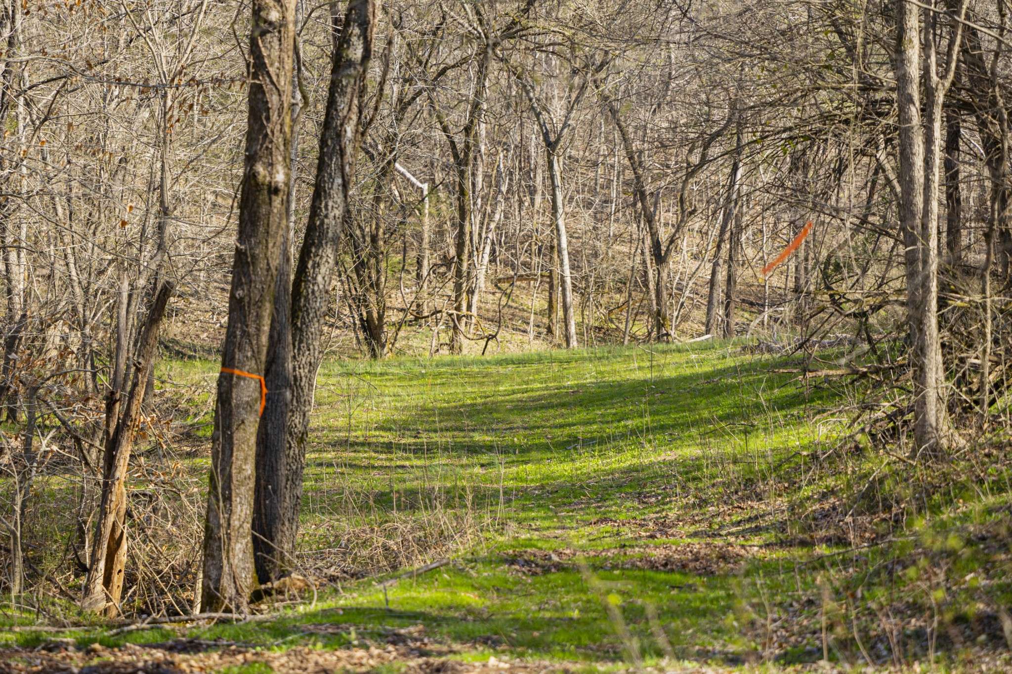 Cornersville, TN 37047,4250 Delina Rd
