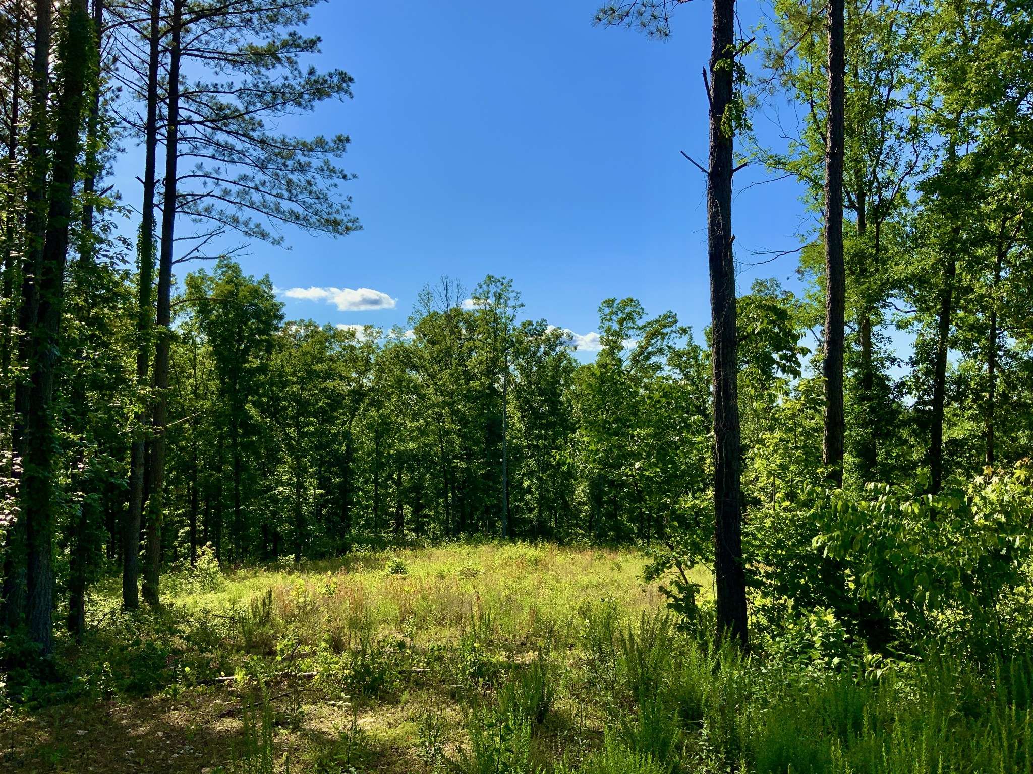 Waverly, TN 37185,0 Bear Hollow Road