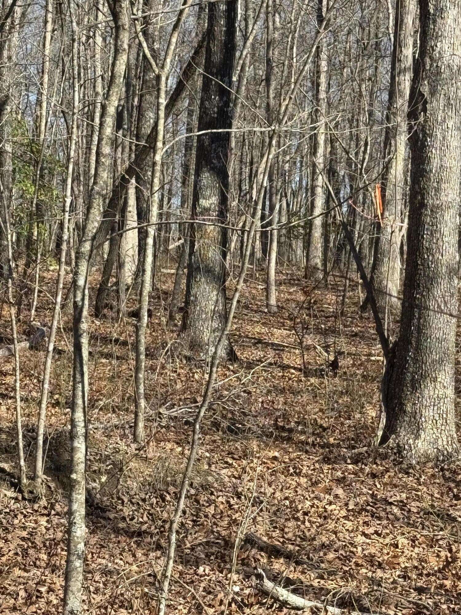Dunlap, TN 37327,626 Woodland Ridge Road