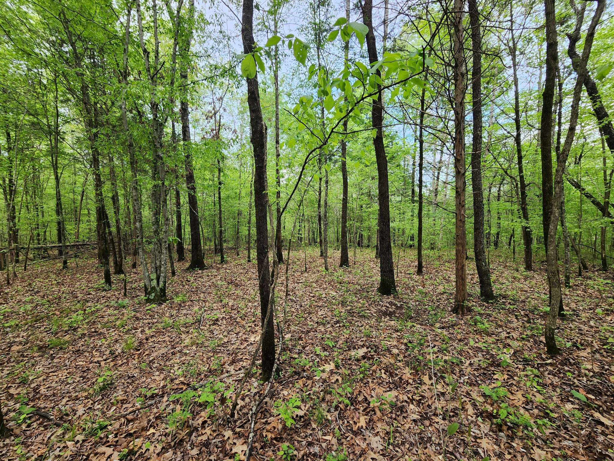 Waynesboro, TN 38485,0 Walnut Grove Rd