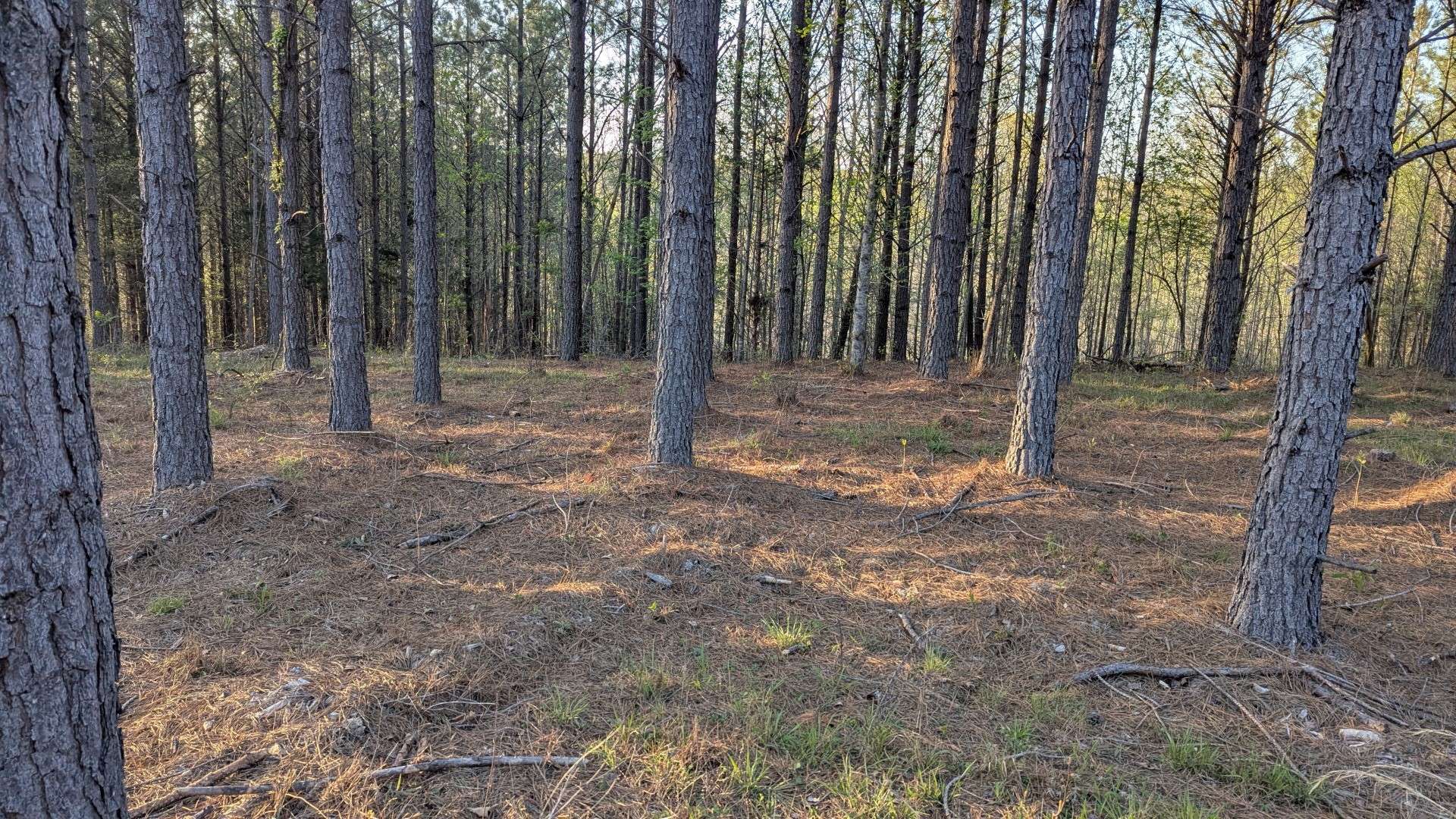 Linden, TN 37096,628 Starlight Dr