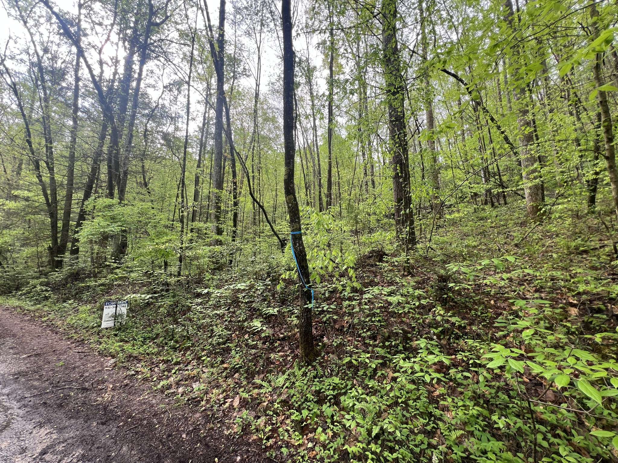 Grandview, TN 37337,113 Bear Den Trl