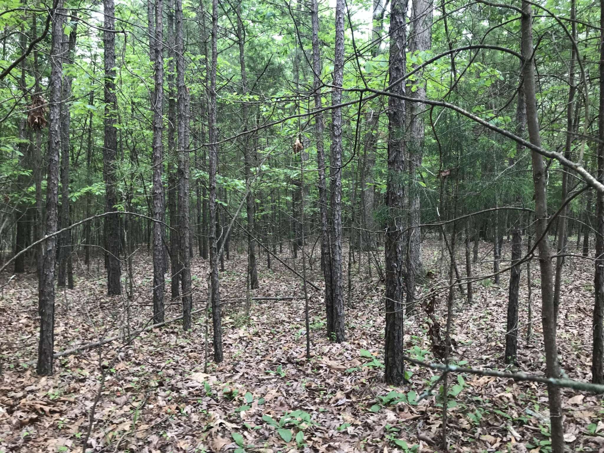 Dunlap, TN 37327,0 Bluffview Drive