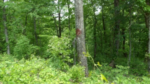 Celina, TN 38551,0 Rock Springs Rd