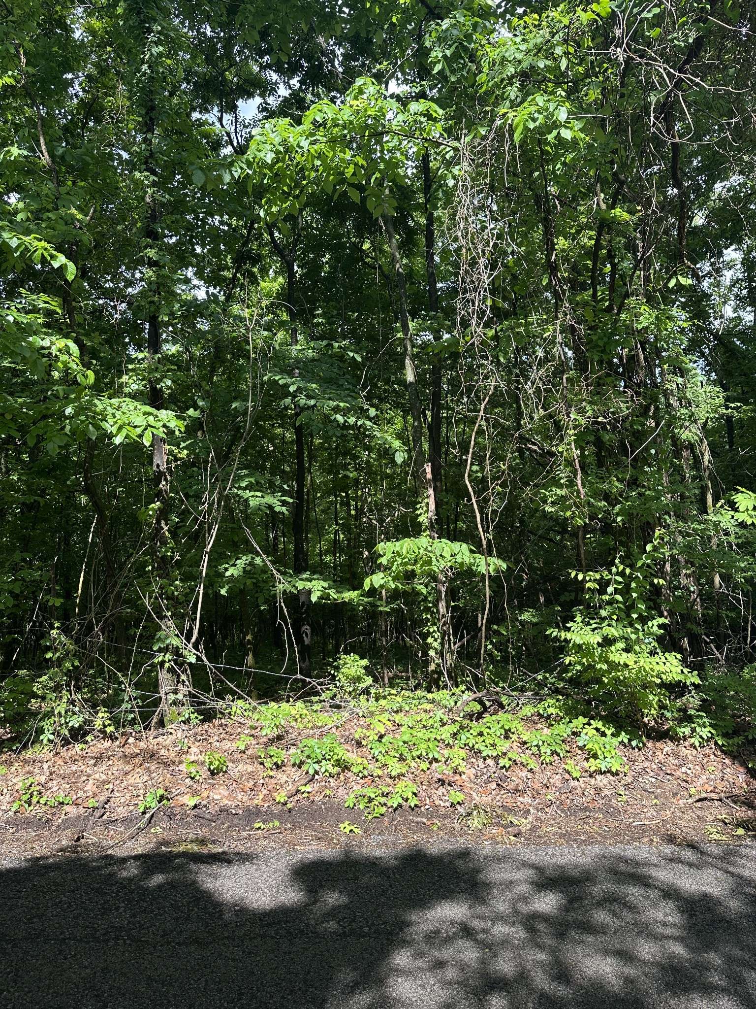 Mount Juliet, TN 37122,717 Riverview Rd