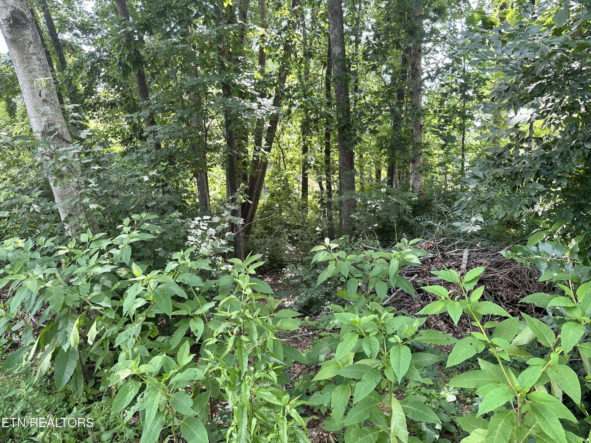 Powell, TN 37849,7925 Widdecomb Rd