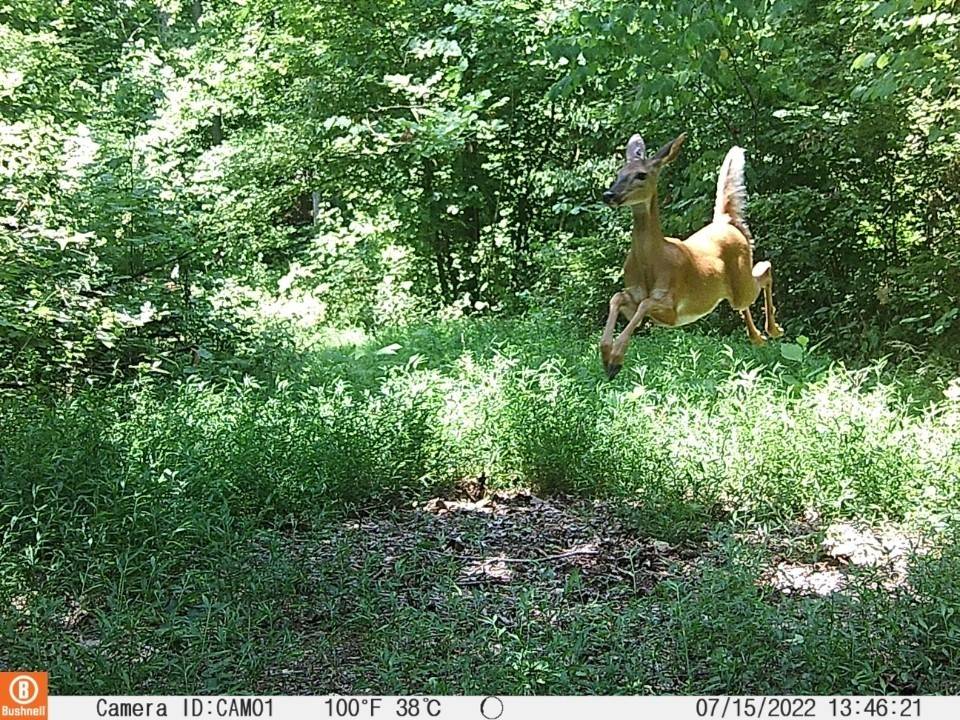 Cumberland City, TN 37050,0 Herman Adams Rd