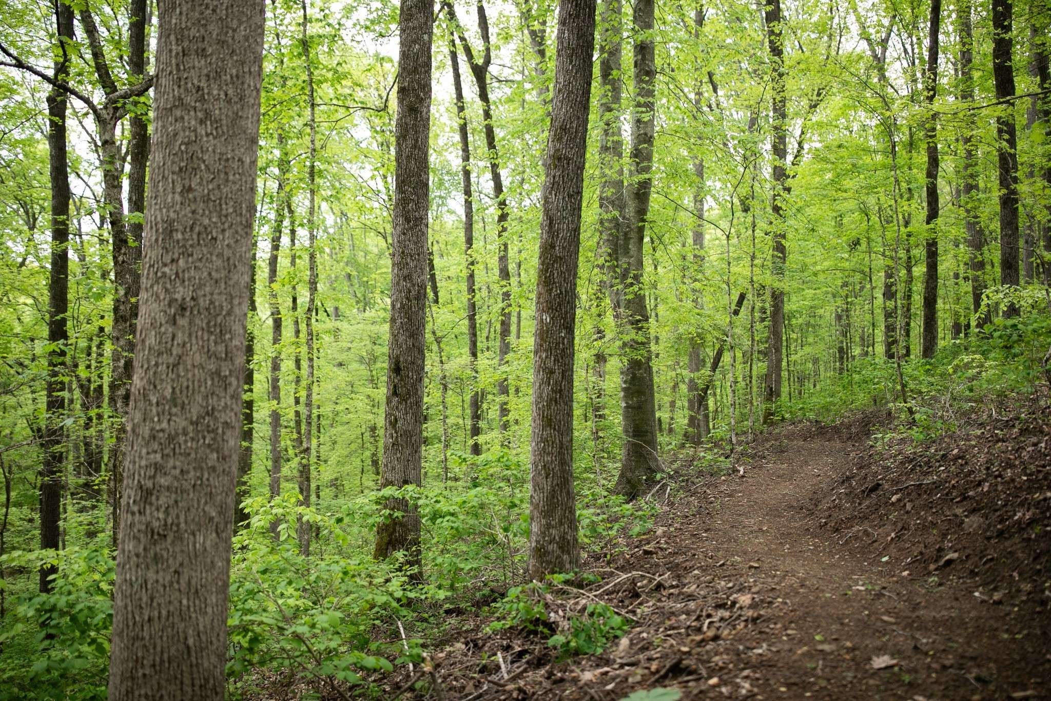 Franklin, TN 37064,0 Pinewood Road