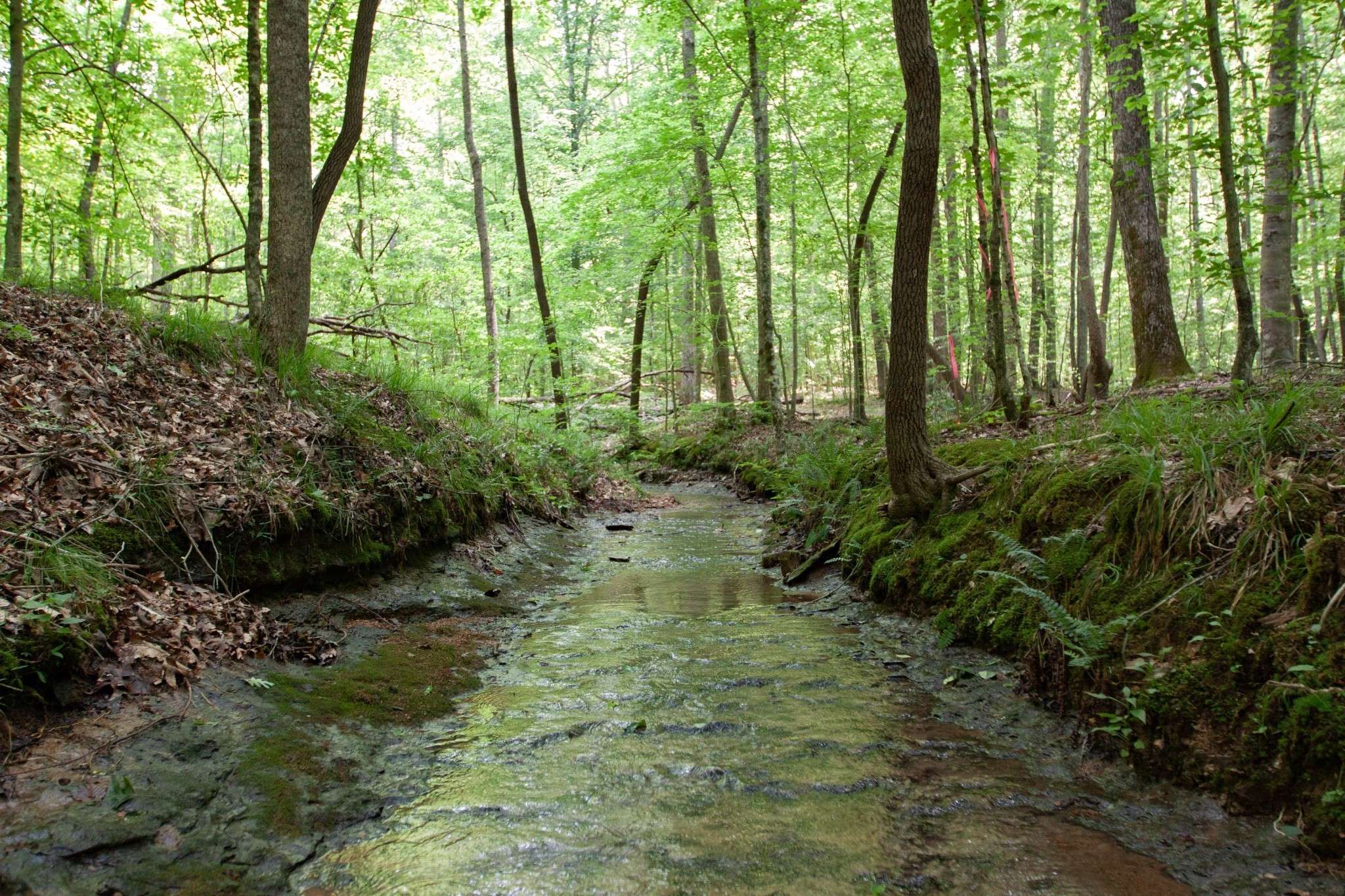 Franklin, TN 37064,0 Pinewood Road