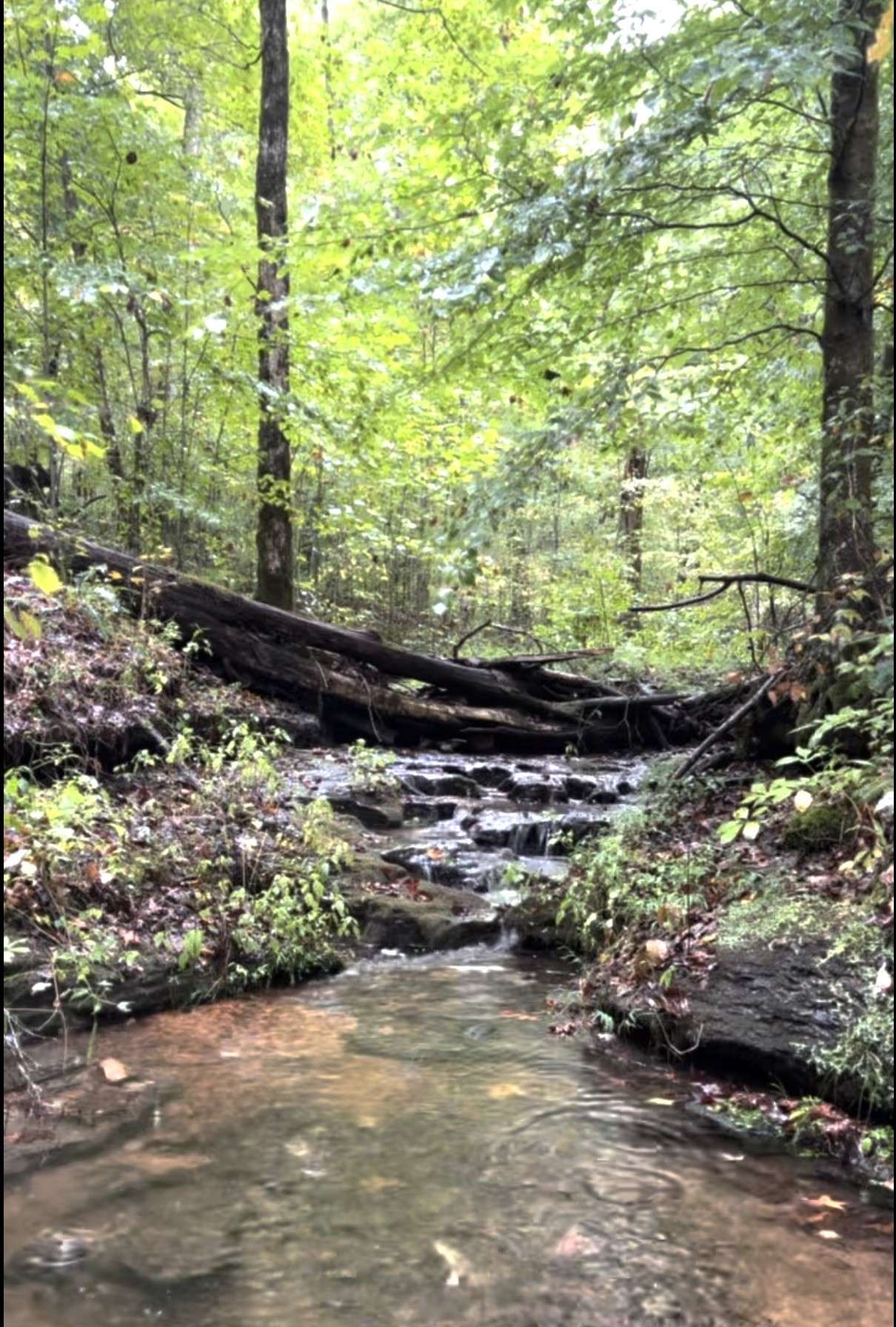 Linden, TN 37096,4422 Old Hohenwald Rd