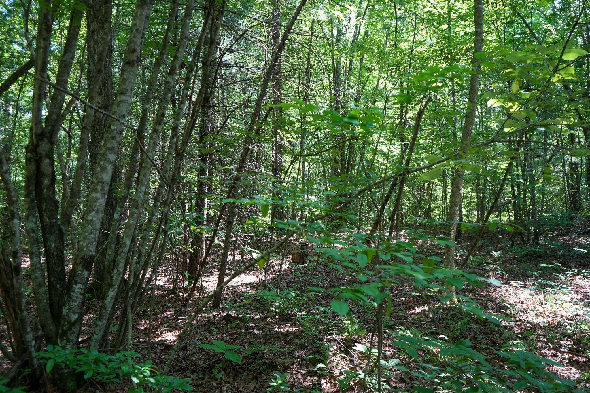 Deer Lodge, TN 37726,0 Hemlock Bluff Way