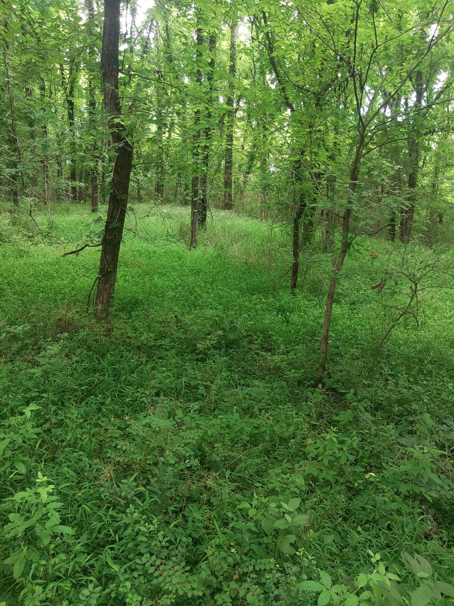 Ardmore, TN 38449,468 Adams Rd