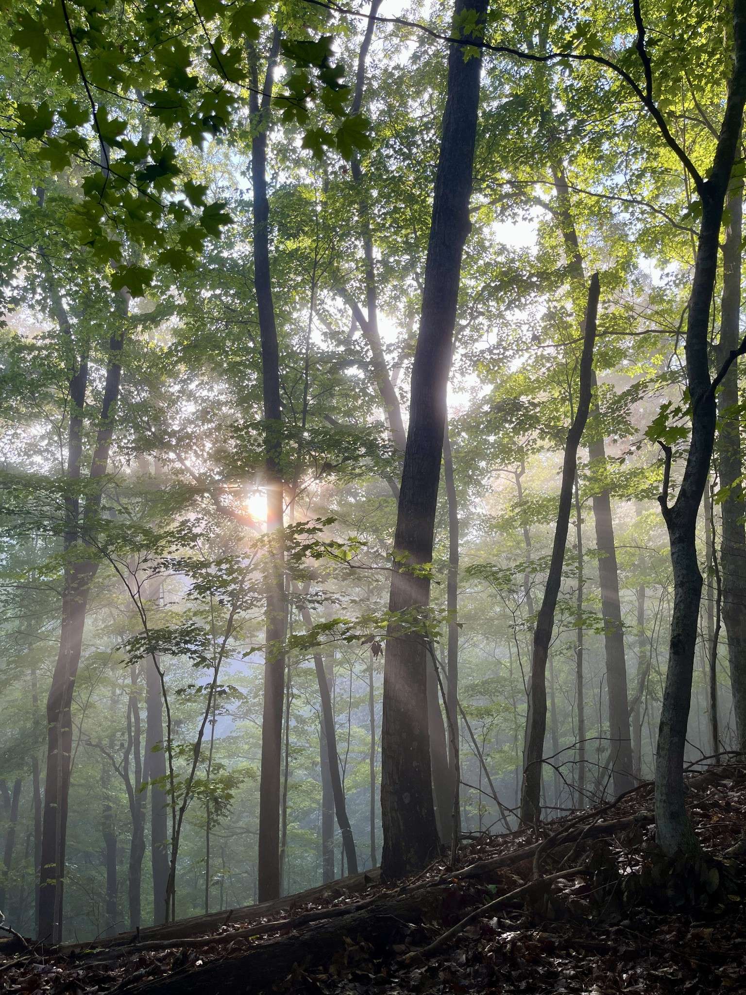 Bristol, TN 37620,1 Lakeview Dock Rd