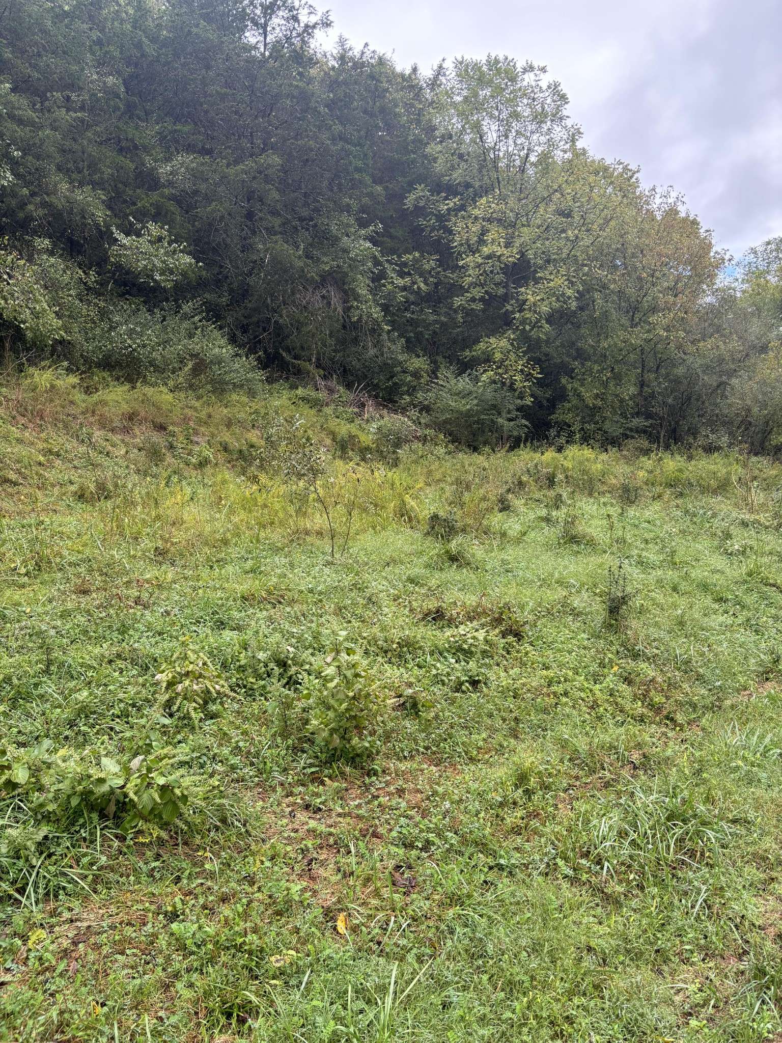 Gainesboro, TN 38562,0 Gipson Hollow Road