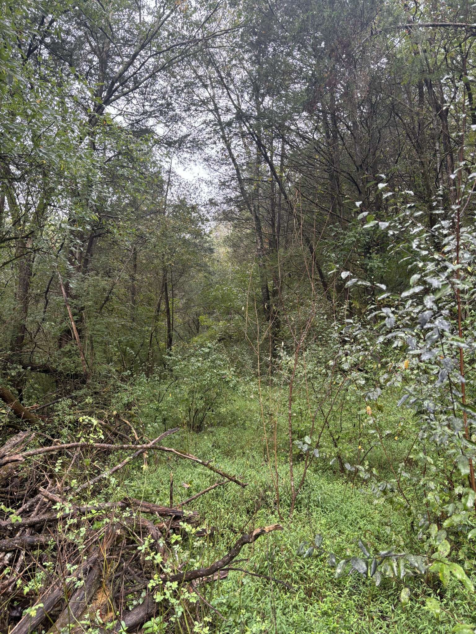 Gainesboro, TN 38562,0 Gipson Hollow Road