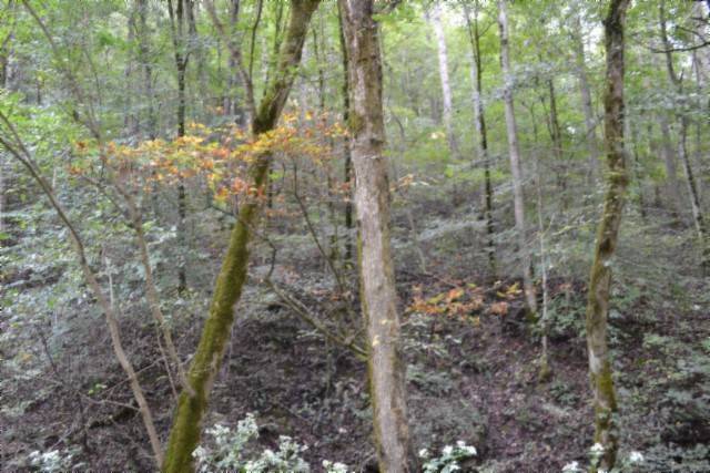 Gainesboro, TN 38562,0 Campbell Hill Rd