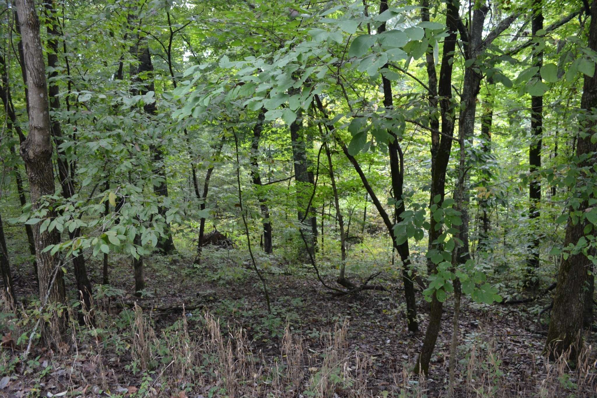 Gallatin, TN 37066,0 Pond Drive