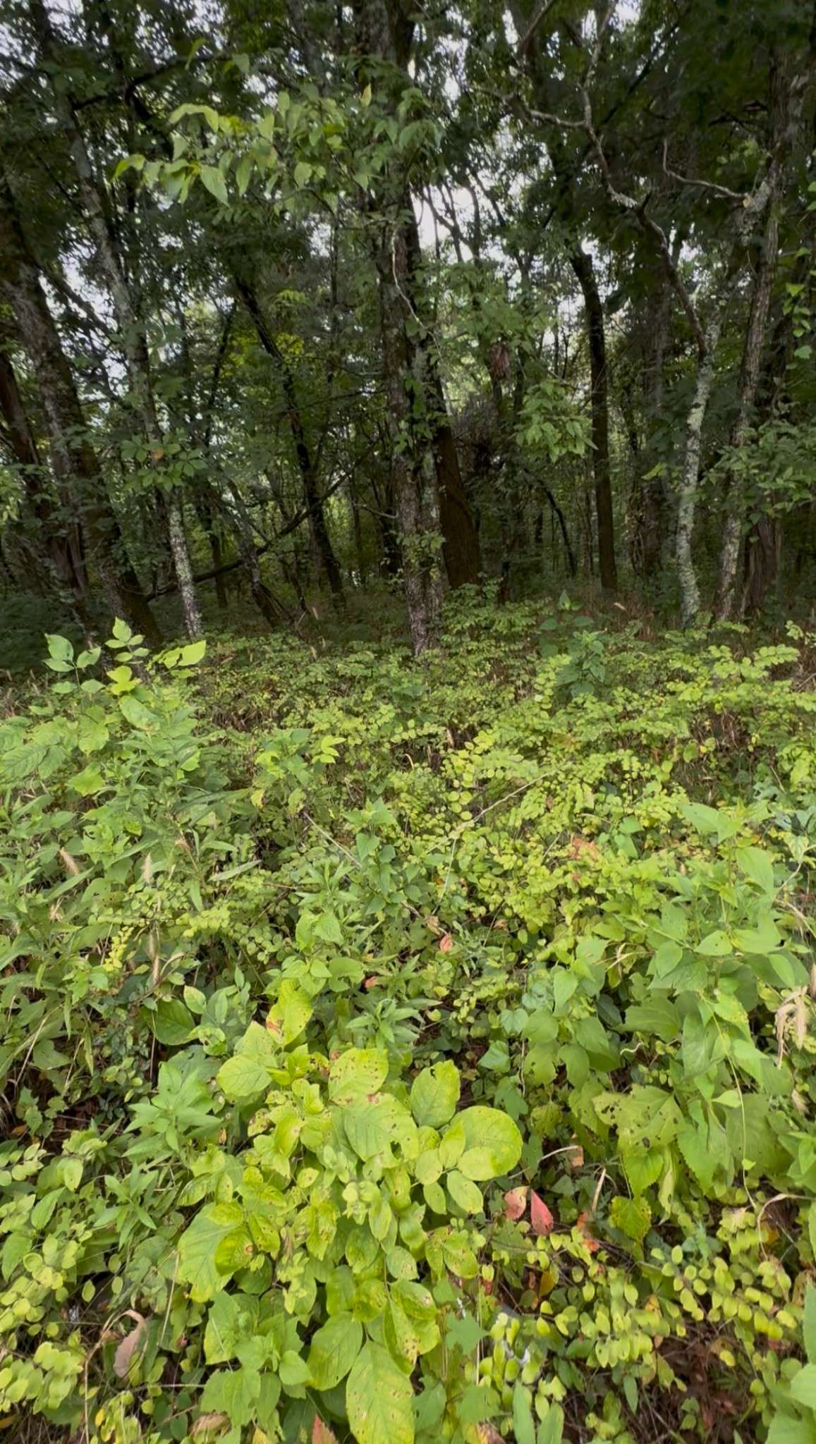 College Grove, TN 37046,6476 Arno College Grove Rd