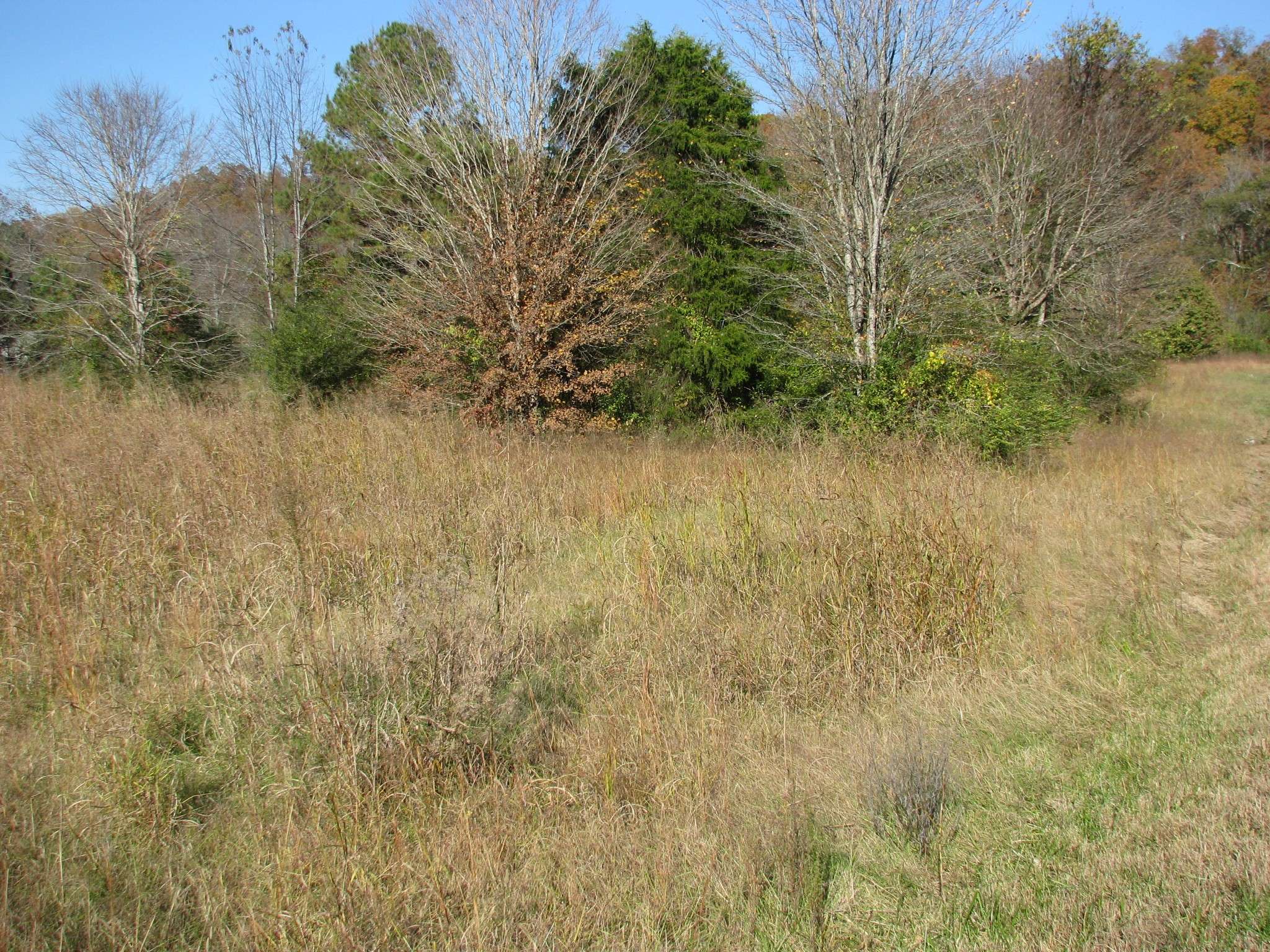 Waverly, TN 37185,199 Spann Loop