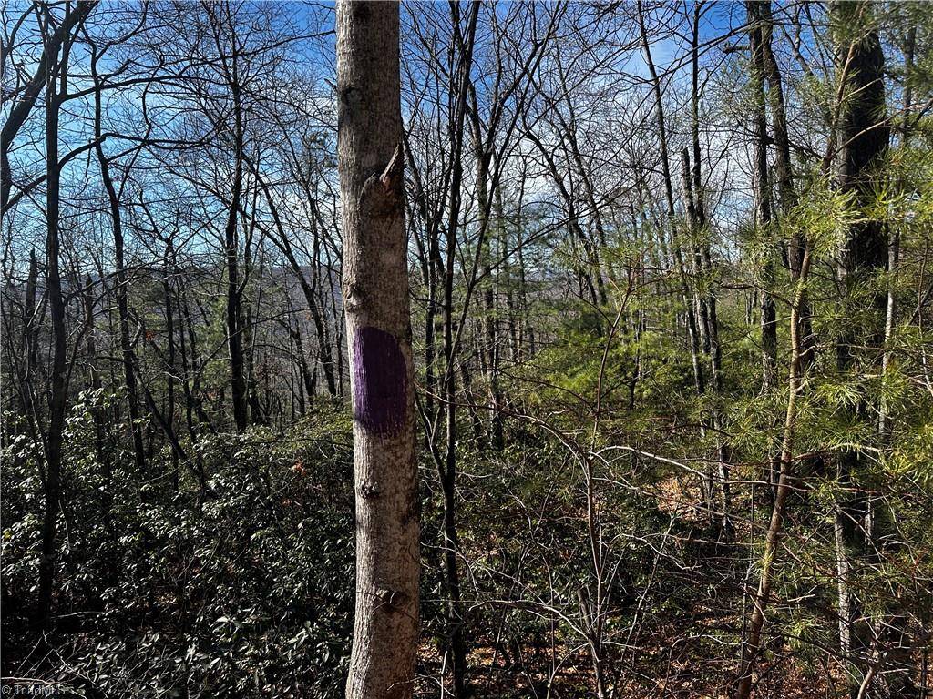 Purlear, NC 28665,Lot 209 Casey Mountain RD