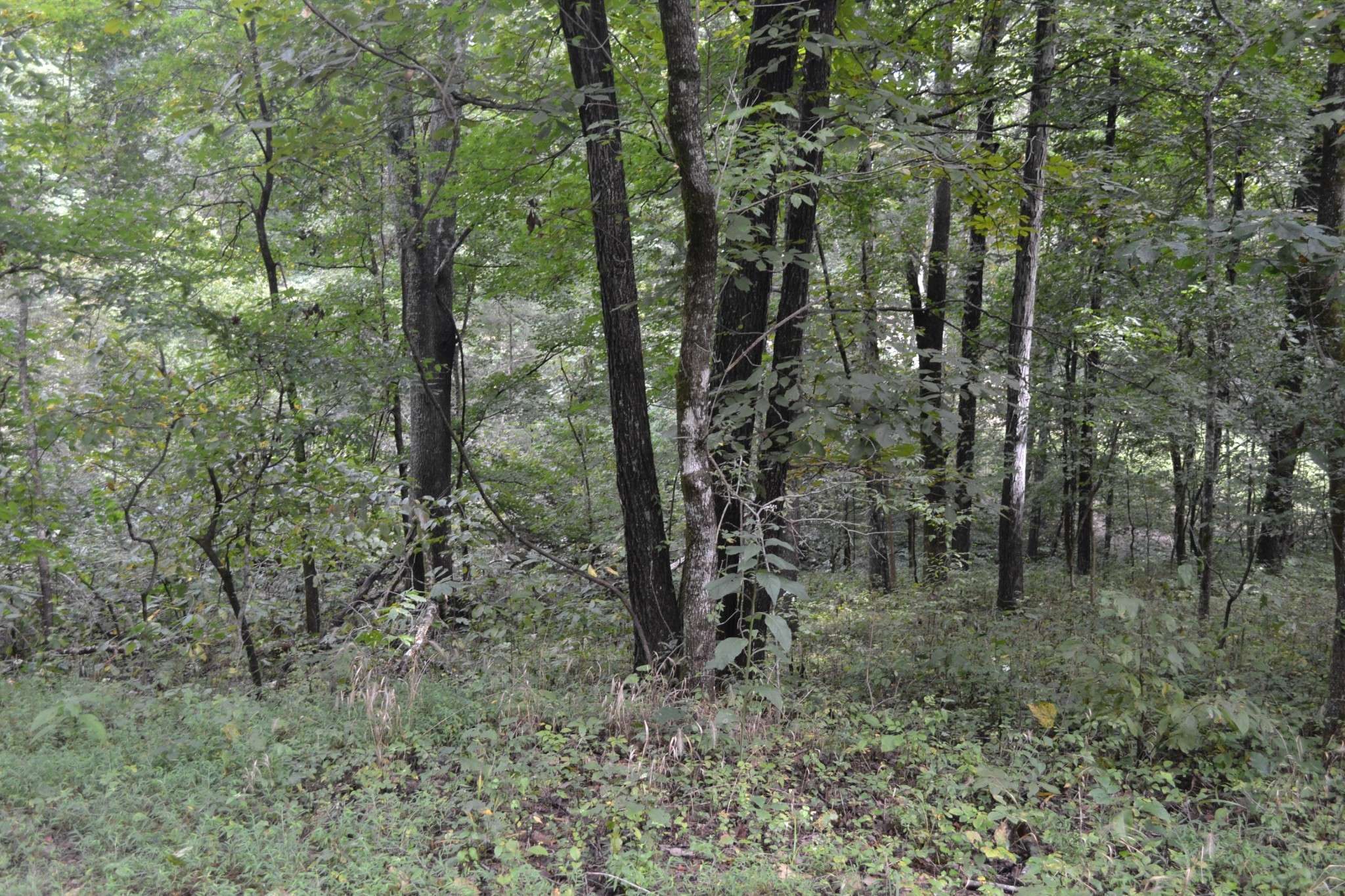 Gallatin, TN 37066,0 Pond Drive