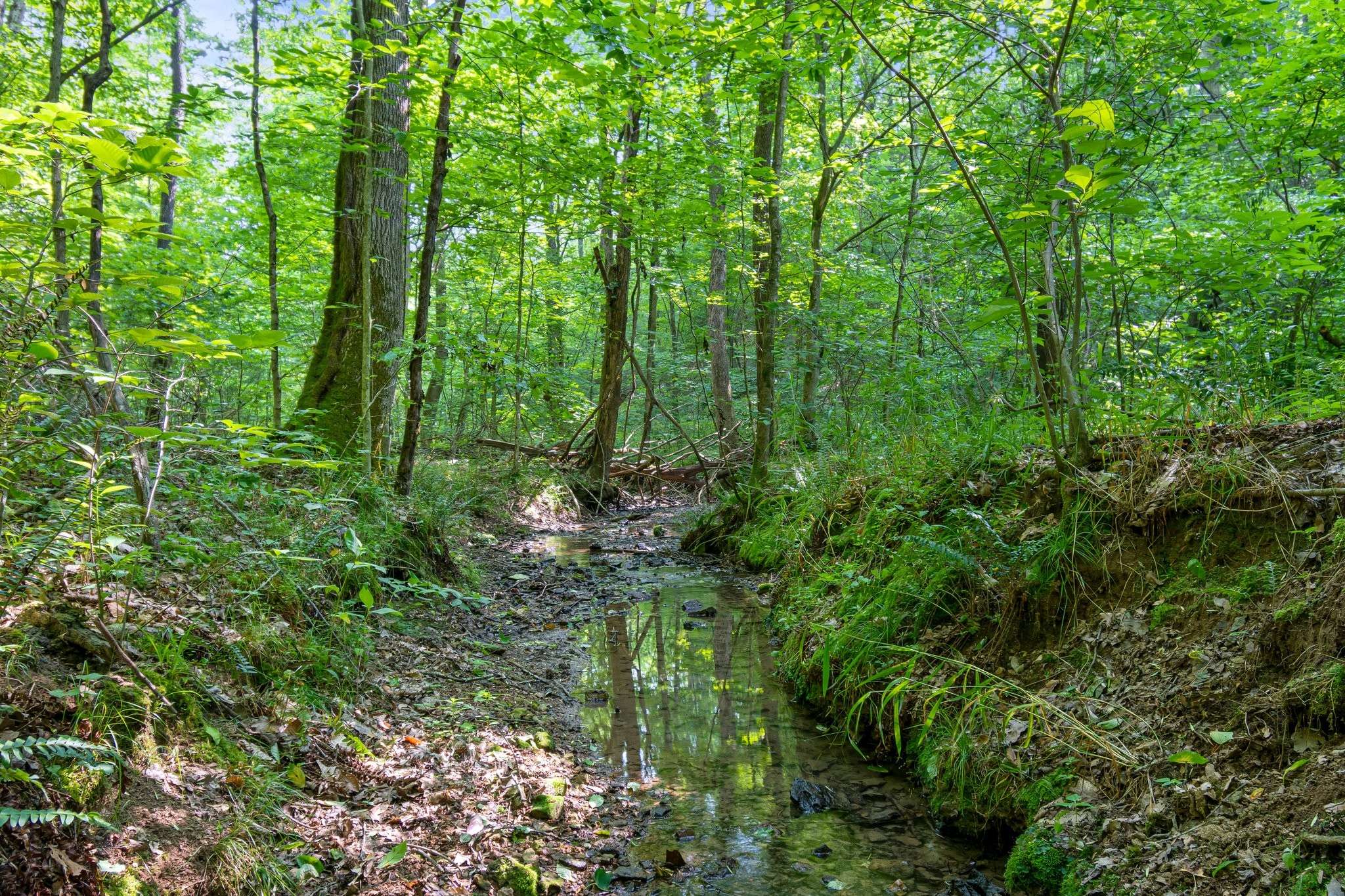 Mount Pleasant, TN 38474,0 Smith Hollow Road