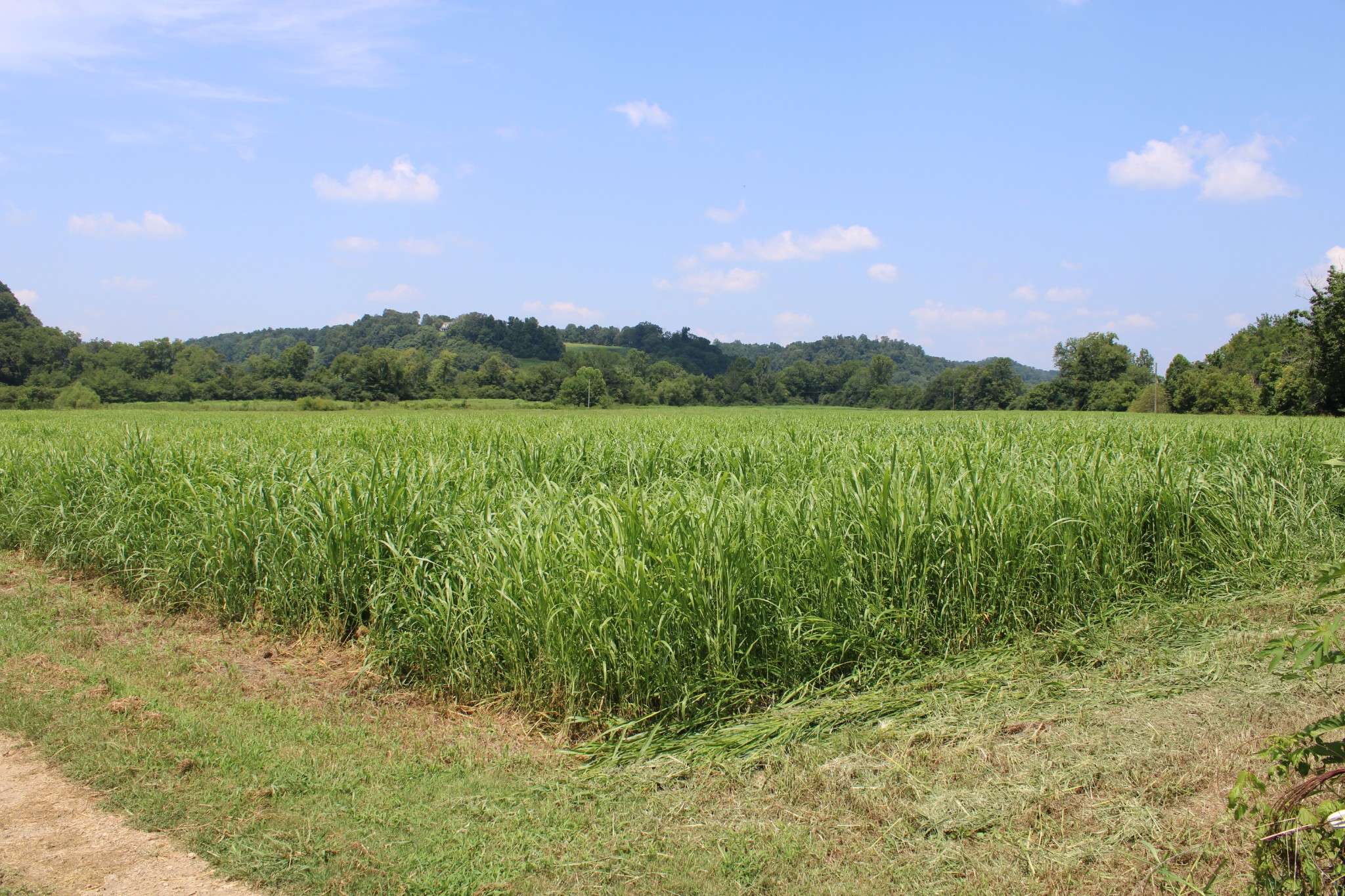Minor Hill, TN 38473,0 Shoal Creek Rd