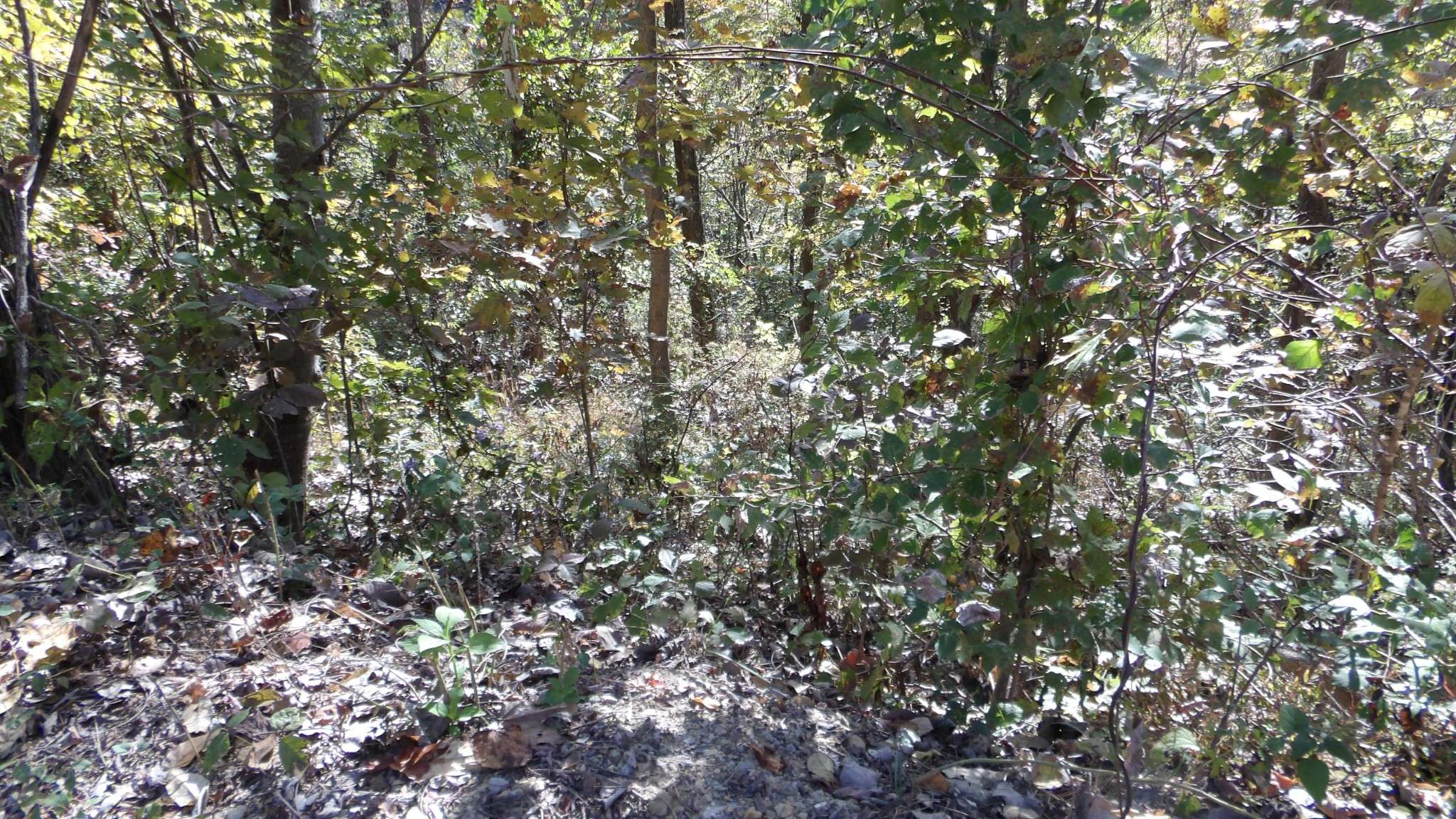 Hilham, TN 38568,44 D Muskie Lane