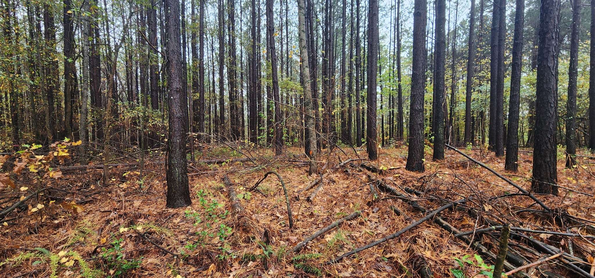 Camden, TN 38320,1371 Rocky Ridge Rd