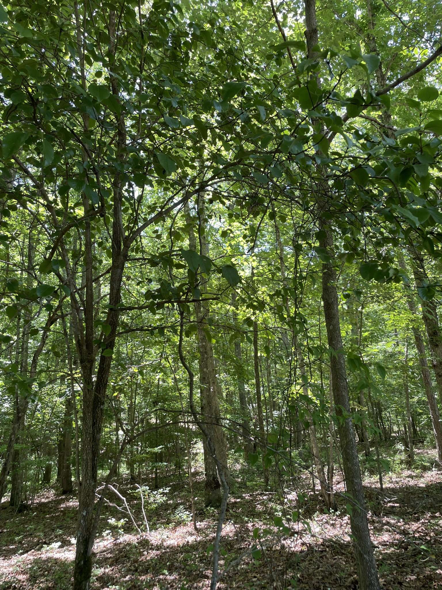 Sewanee, TN 37375,0 Tate Trl