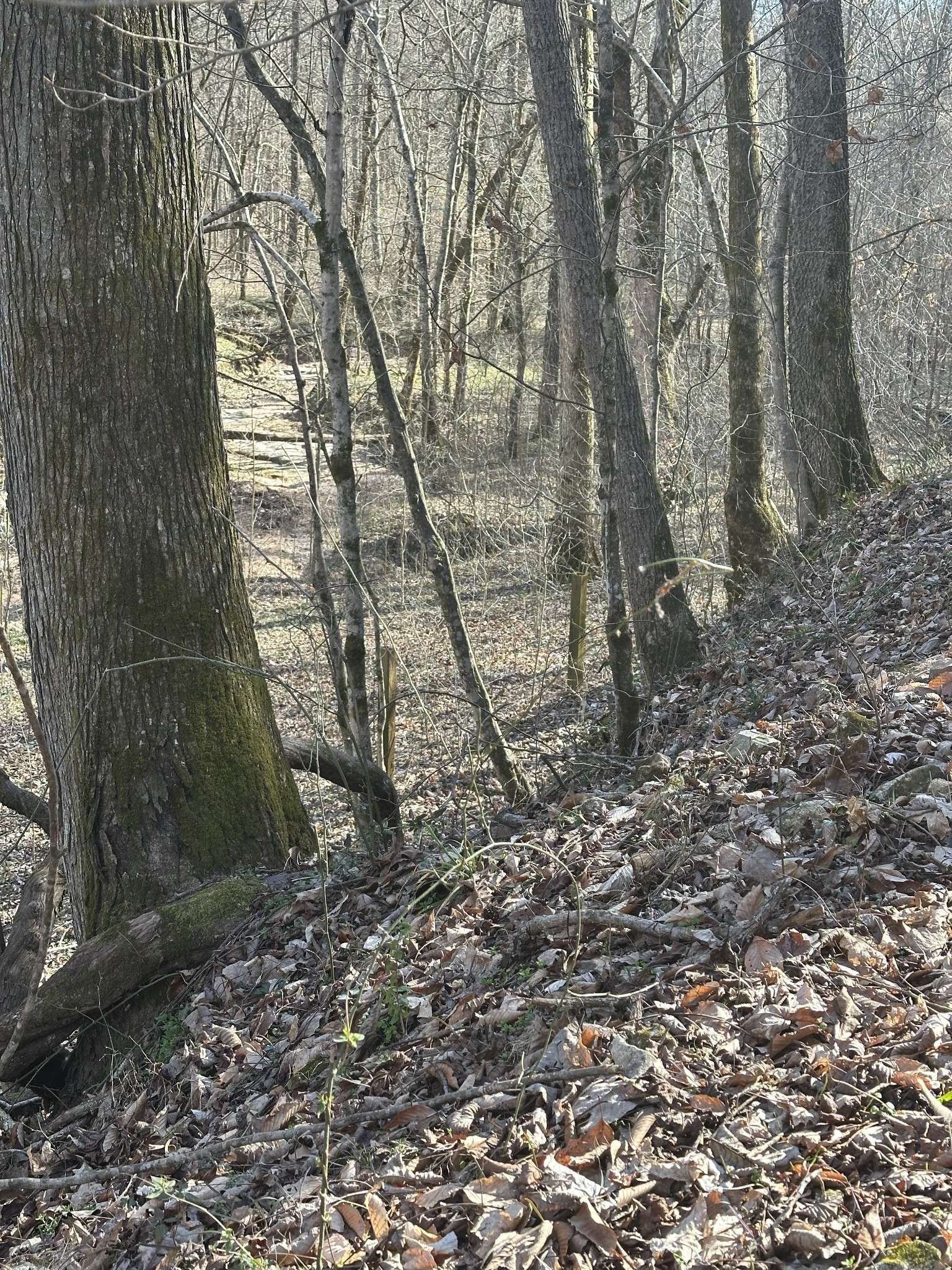 Duck River, TN 38454,0 Buck Branch Rd