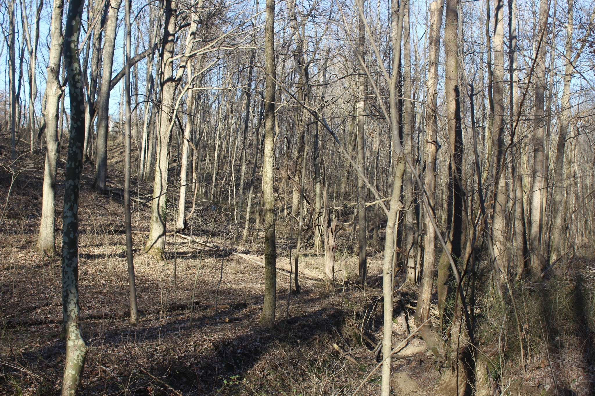 Westmoreland, TN 37186,1784 Shrum Cemetery Rd