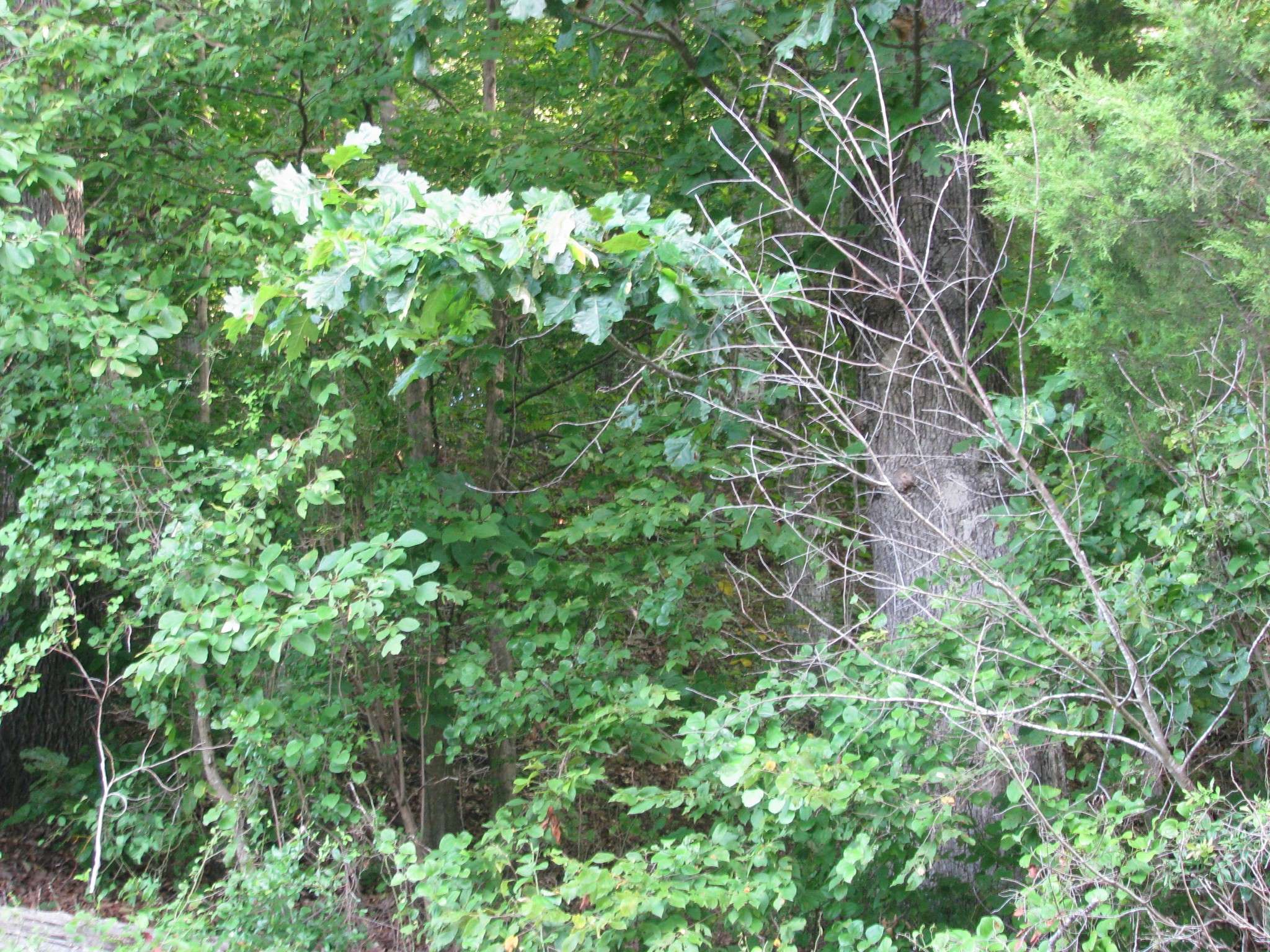 Waverly, TN 37185,0 West Little Richland Rd
