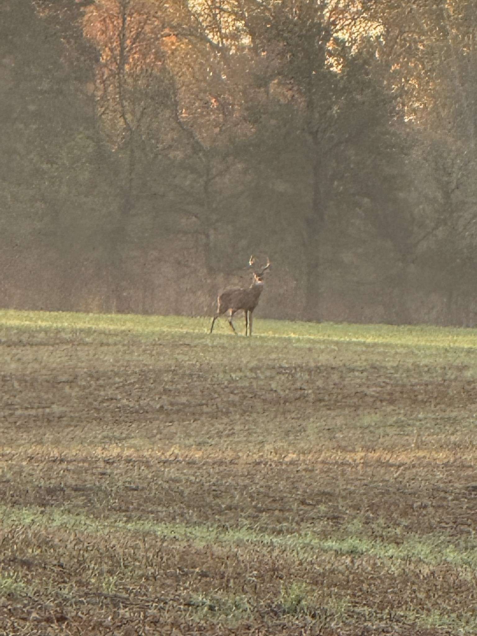 Indian Mound, TN 37079,205 Pumpkin Valley Rd