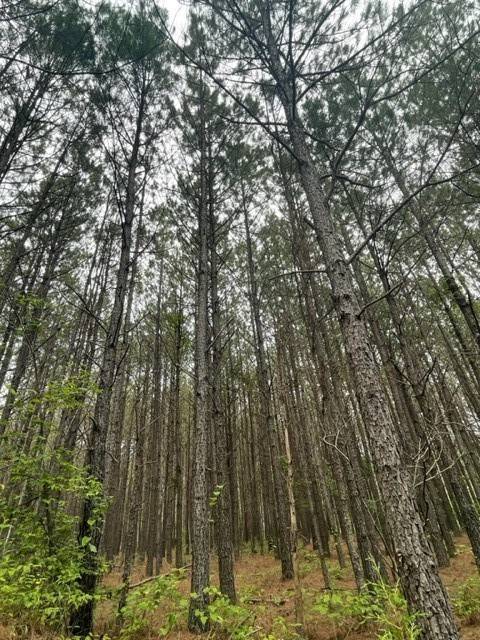 Hohenwald, TN 38462,320 Liberty Ridge Rd