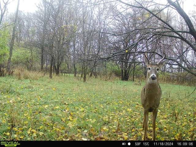 Rock Falls, IL 61071,par-1131151003/1036277002 Regan RD