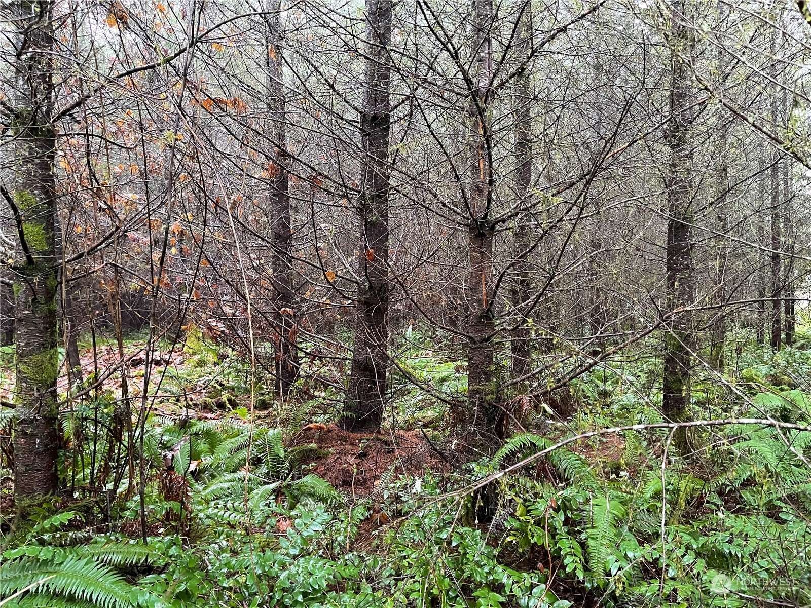 Onalaska, WA 98570,3 xx Oppelt RD