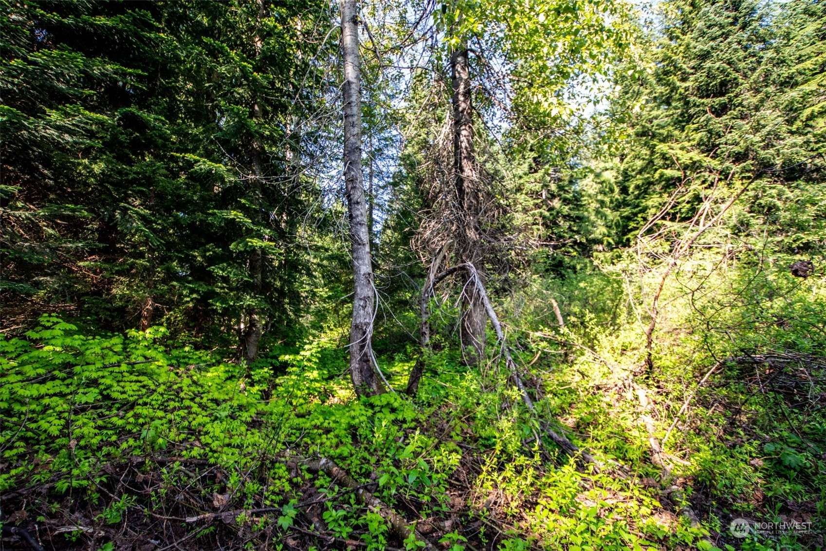 Snoqualmie Pass, WA 98068,50 parcels Snowshoe LN