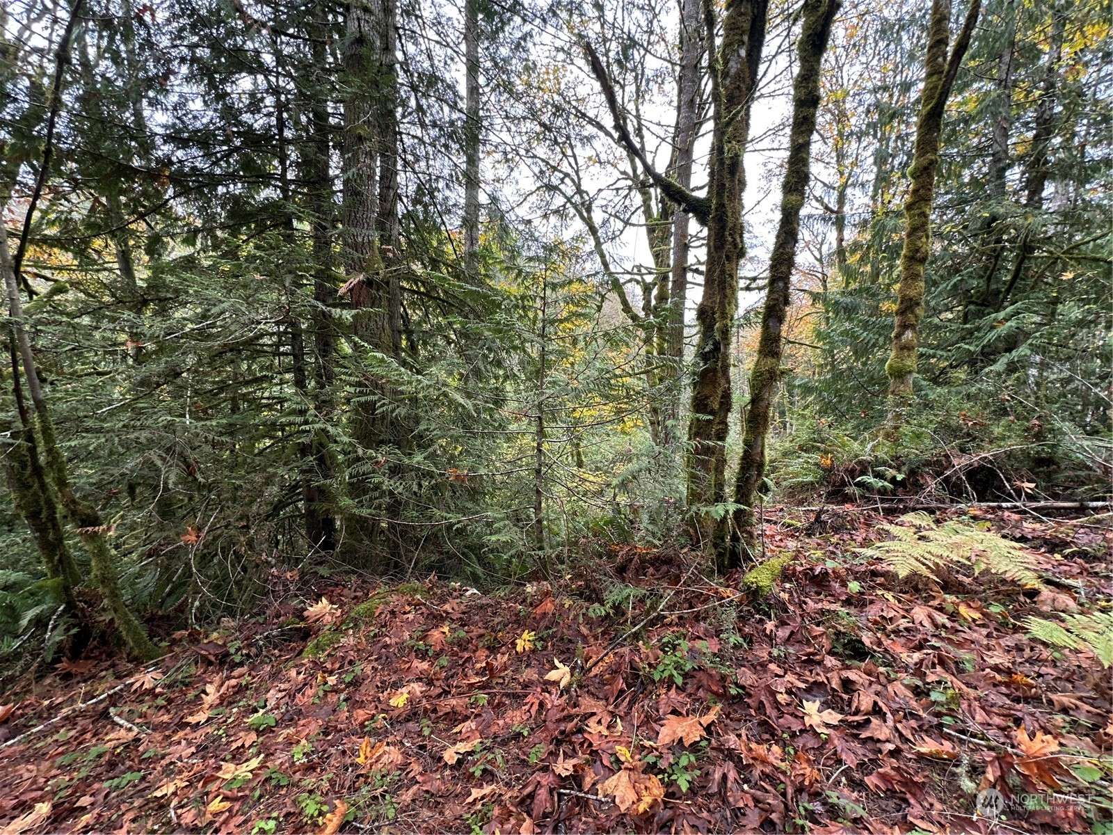 Bremerton, WA 98312,40 XX Sand Dollar RD W
