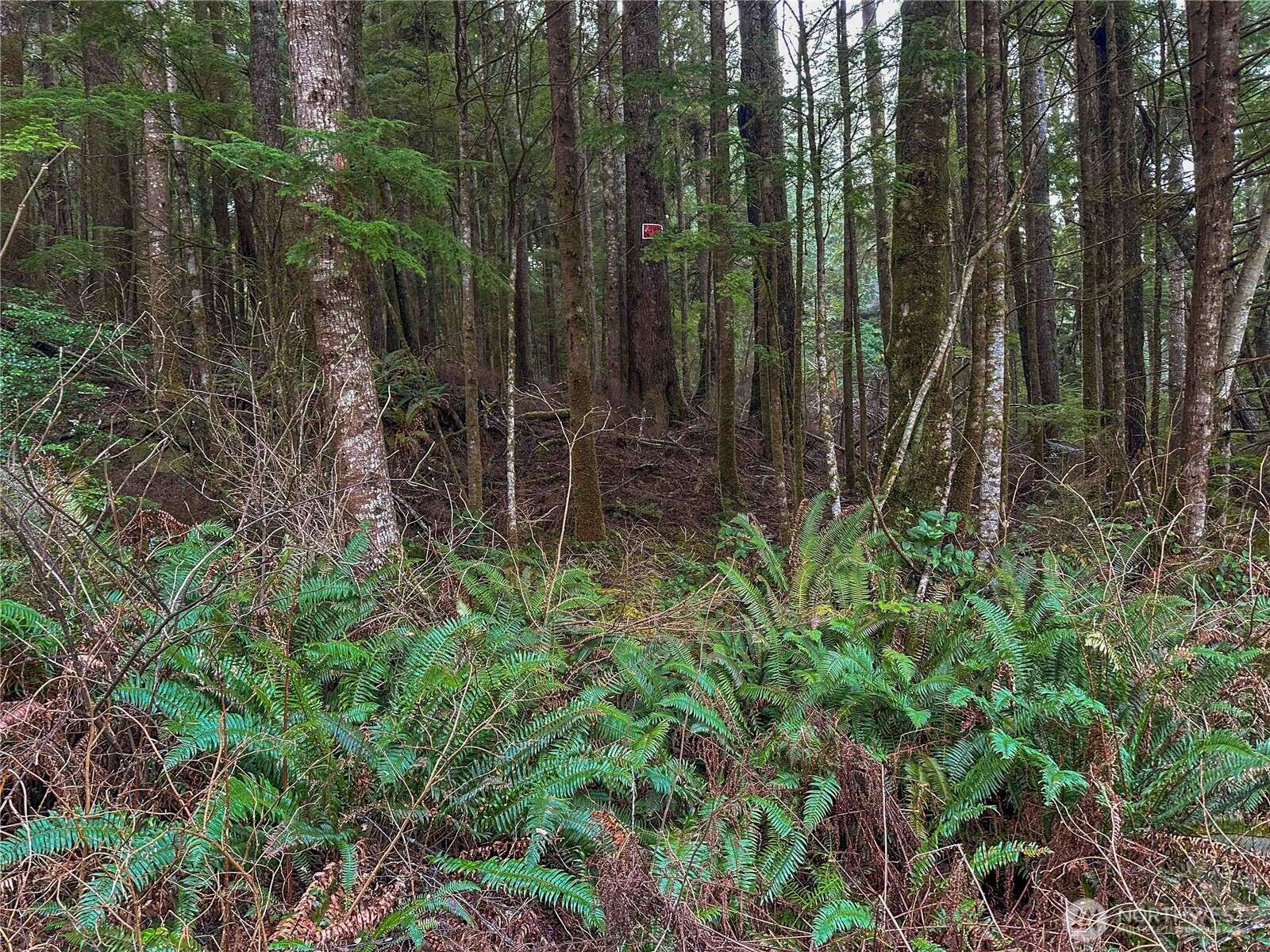 Copalis Beach, WA 98535,0 TR 15 Salal DR