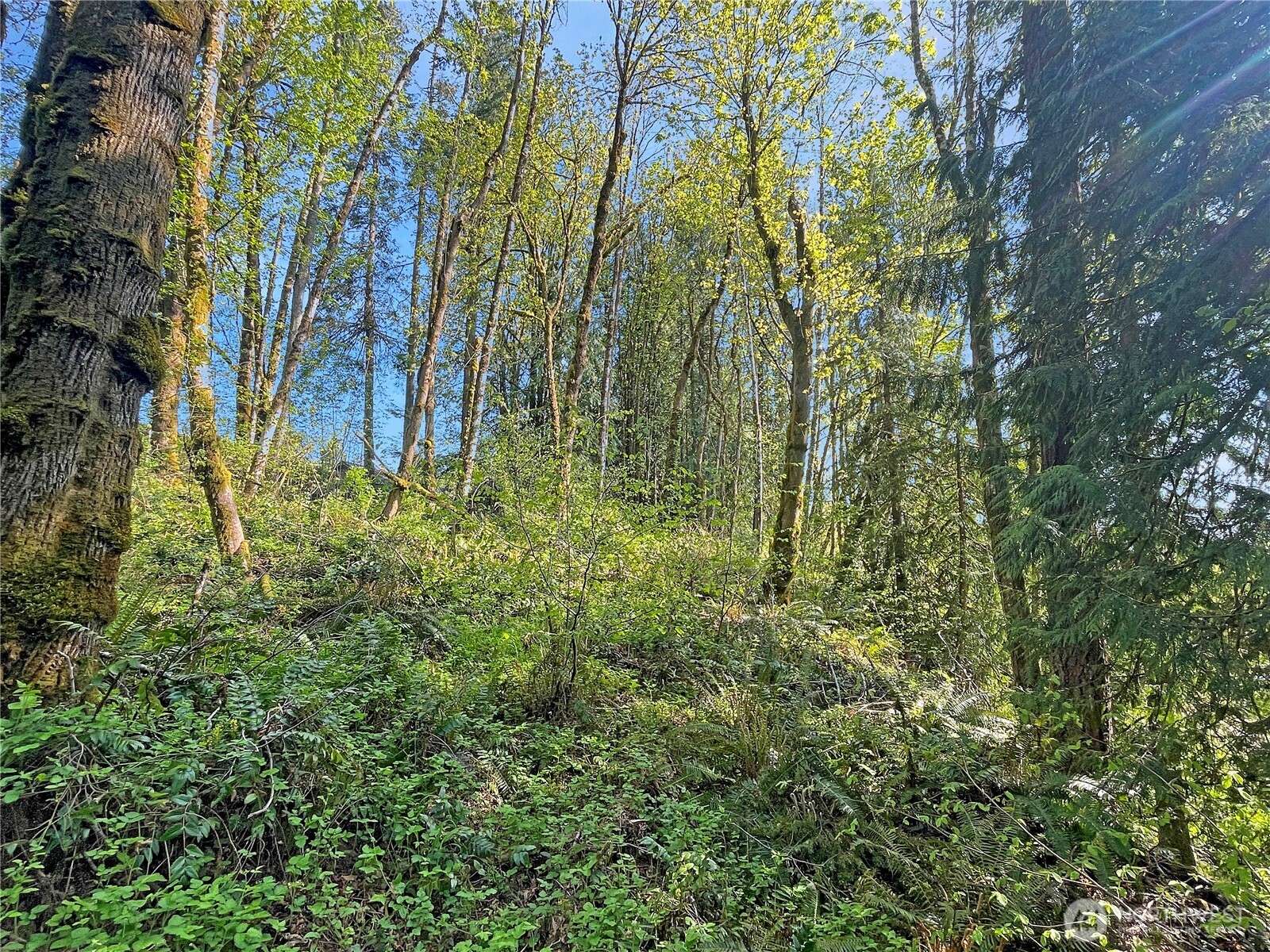 Castle Rock, WA 98611,0 Studebaker Spur 1