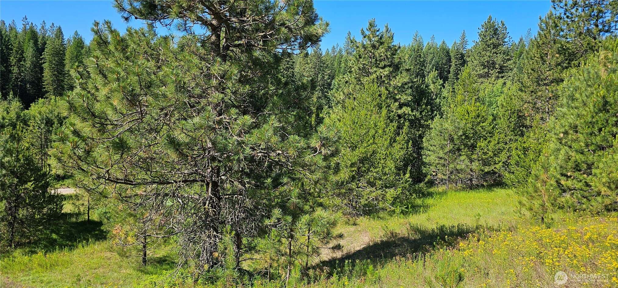 Springdale, WA 99173,5 XXX Olinger RD