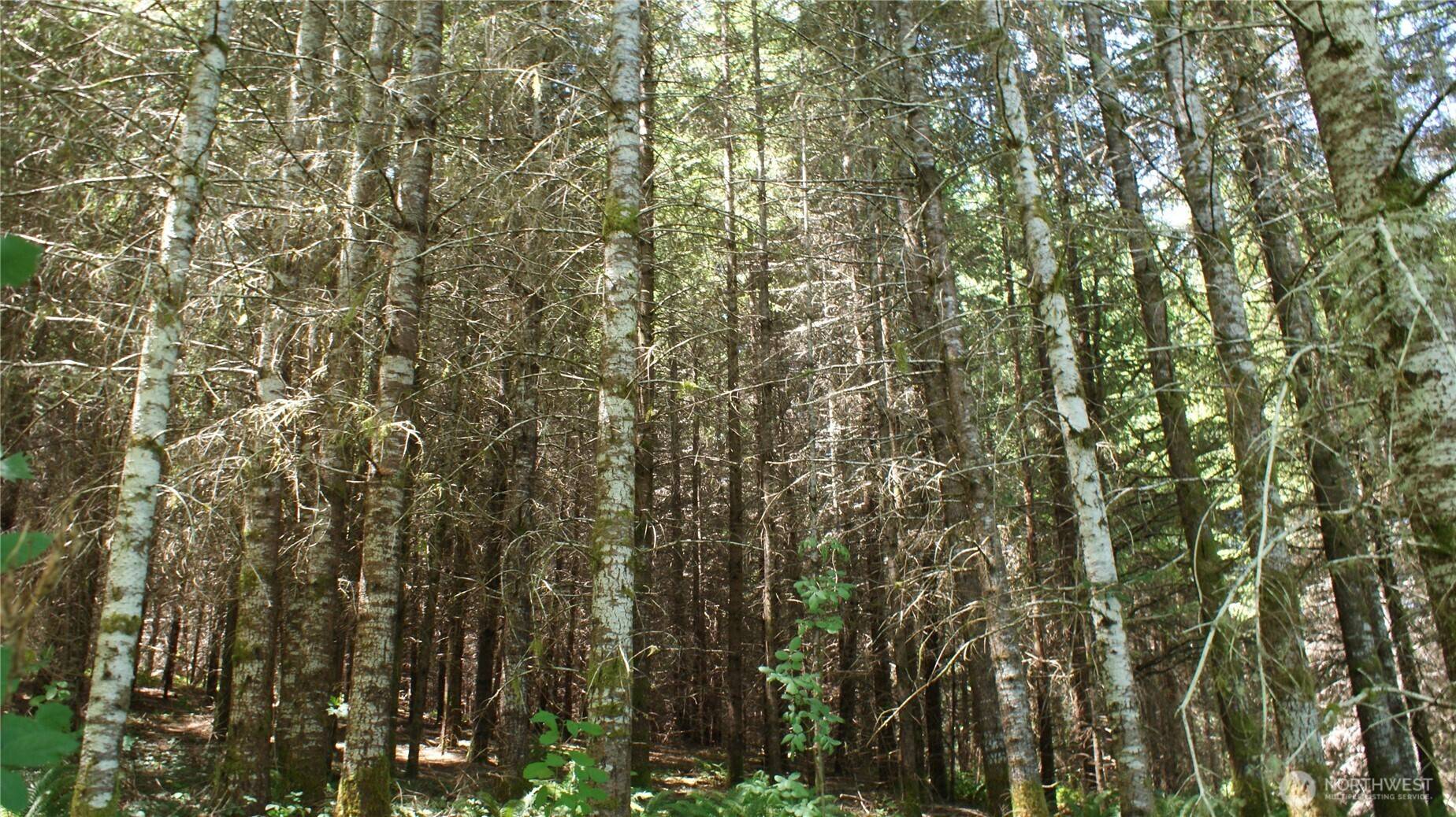 Centralia, WA 98531,0 Lincoln Creek RD