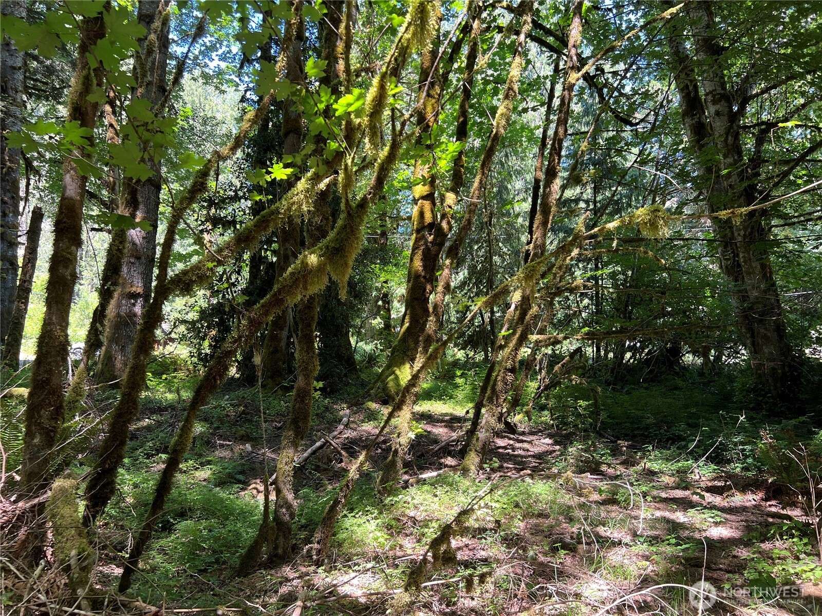 Brinnon, WA 98320,0 Mountain Trail
