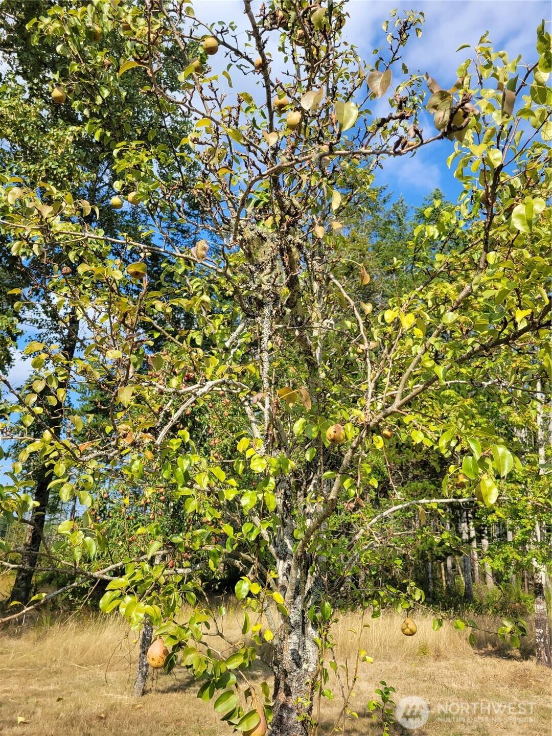 Gig Harbor, WA 98329,16314 160th ST NW