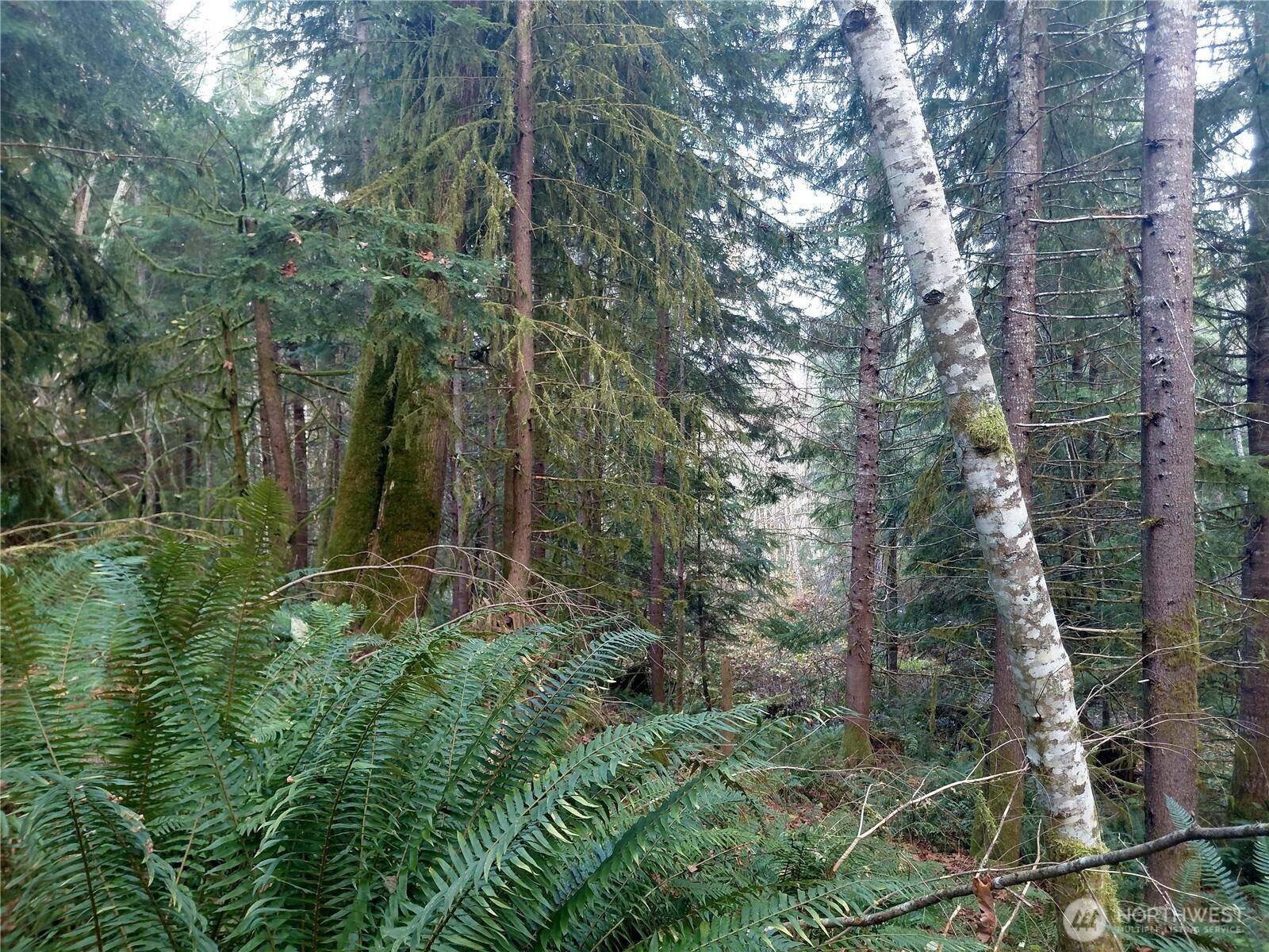 Randle, WA 98377,0 Lot 9 Old Barn RD