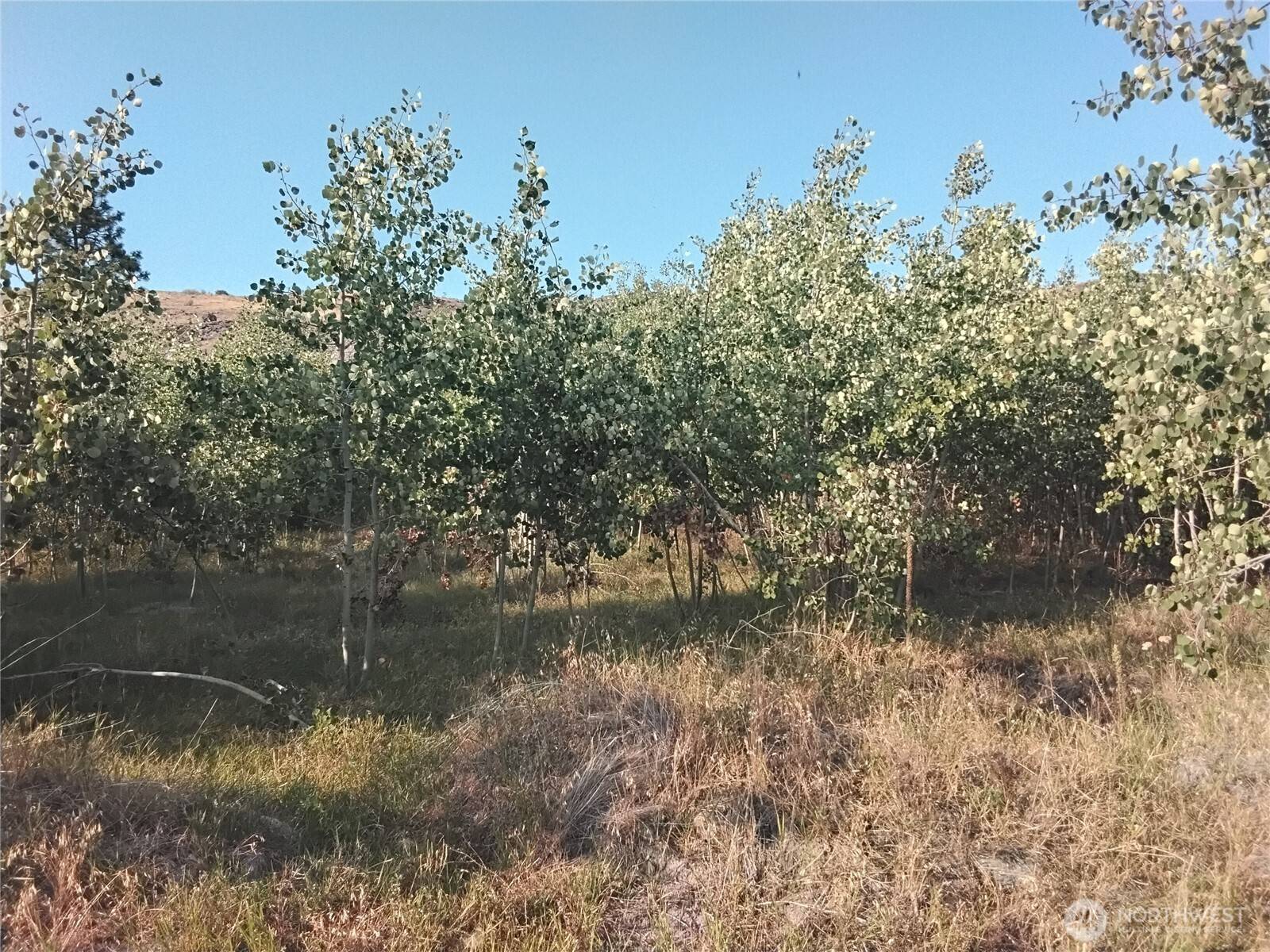 Tonasket, WA 98855,4 Painted Rock RD