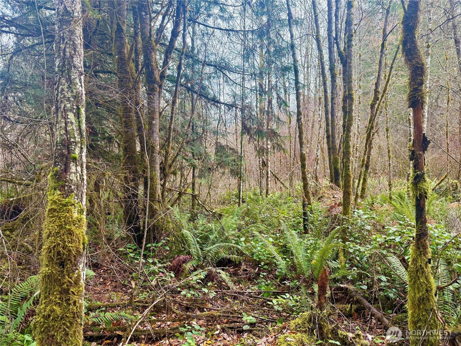 Toledo, WA 98591,298 Boone RD