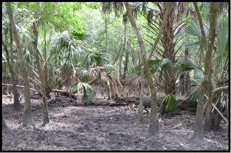 Zolfo Springs, FL 33890,7019 CROOKED CREEK LN