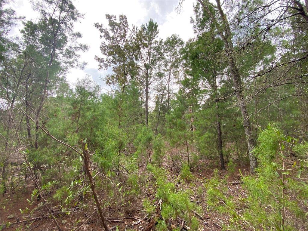 Ocklawaha, FL 32179,0000 FISHER TRL